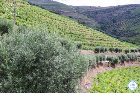 Quinta Do Monte Bravo - Douro - Quarto Duplo Villa Ervedosa do Douro Exteriör bild